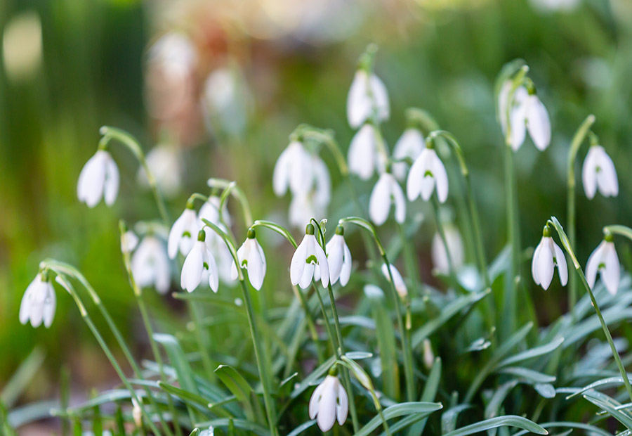 Supporters of Shepton Mallet Snowdrop Festival