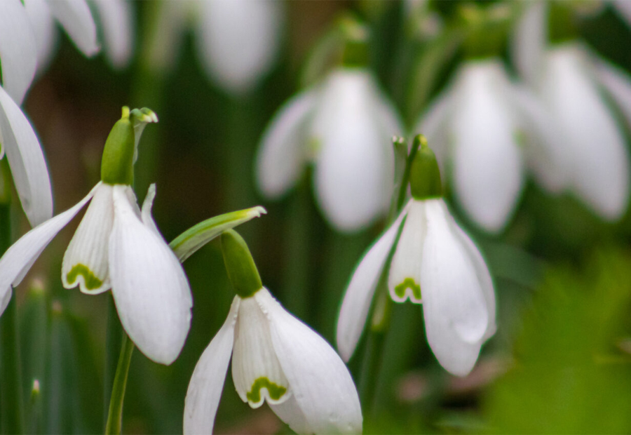 Supporters of Shepton Mallet Snowdrop Festival 2024